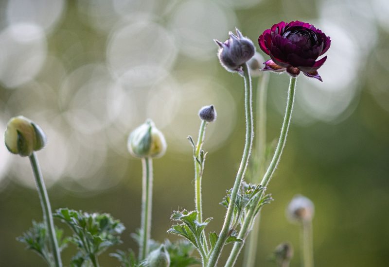 jordens rødder  – FORÅRETS OPVÅGNING